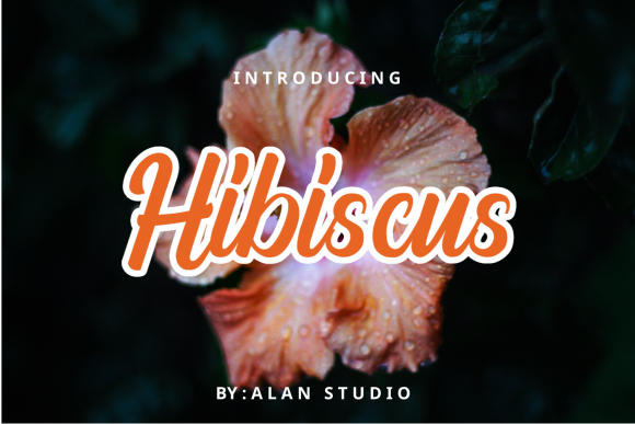 Hibiscus Font for Branding Projects